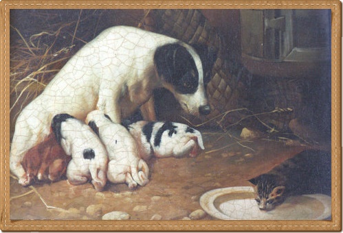 Short Jack Russell Terriers Puppies for sale