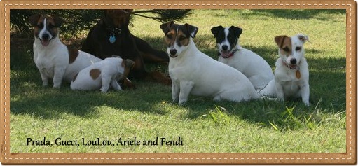 EJRTCA Shorty Jack Russell Terriers