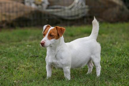 cow country jack russells