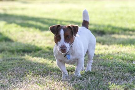 akc jack russell for sale