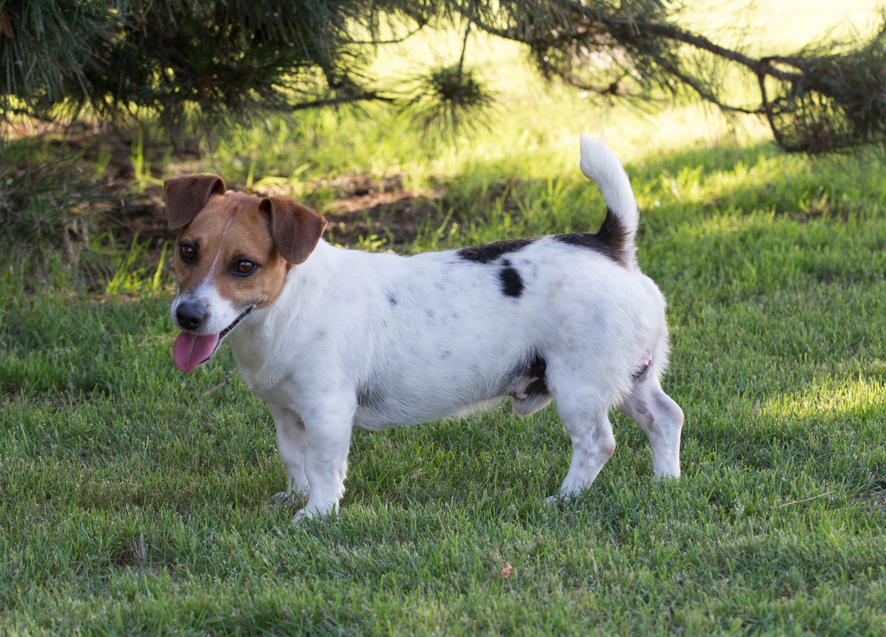 42 Jack Russell Terrier