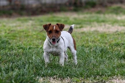 42 Jack Russell Terrier