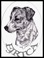 EJRTCA Short Jack Russell Terrier