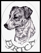 EJRTCA Short Jack Russell Terrier